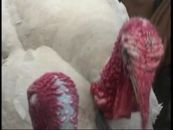 Poultry tests showed the H5 subtype of bird flu Instructional Video