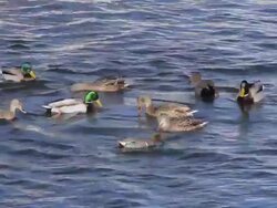 Different Species Ducks Feeding in a Pond Stock Footage