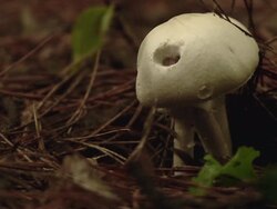 A fungus that grew among the branches Stock Footage