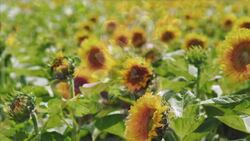 Consumidor Instructional Video