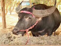 Thai Buffalo Stock Footage