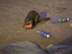 Clotter dumping cans in the garbage bin Jurong Singapore Stock Footage