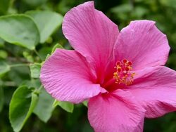 CU Red hibiscus flower is moving in wind (Hibiscus) / Lamai, Ko Samui, Thailand    Stock Footage