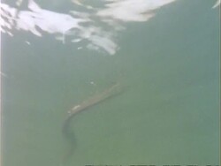 CU underwater view of Grass Snake swimming, UK Stock Footage