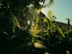 Grass with lens flare Stock Footage