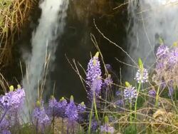 CU Shot of Saar waterfall at spring time with blooming mediterranean vegetation / Galilee, israel Stock Footage