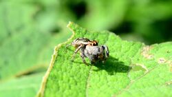 Spider eating worm Stock Footage