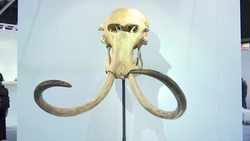 Masterpieces up for auction News Clip