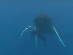 Humpback Whales Stock Footage