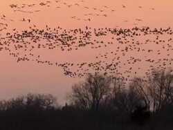 WS SLO MO View of flocks of Sandhill Cranes, Grus canadensis flying over marshland winter trees / Kearney, Nebraska, United States Stock Footage