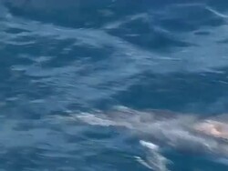 Dolphin bowriding at surface, zoom out to three Dolphins, Topside, Fernando de Noronha, Brazil Stock Footage