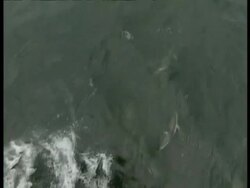 High angle shot of Peales Dolphin, Lagenorhynchus australis, swimming through sea, Antarctica Stock Footage