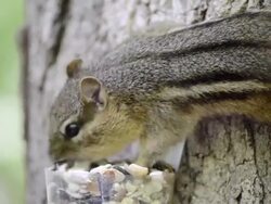 CU Shot of Eastern chipmunk (Tamius striatus) gathers seeds and peanut pieces from a cup attached to tree / Valparaiso, Indiana, United States  Stock Footage