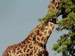 MS TU Giraffe feeding from top of tree / Masai Mara, Kenya Stock Footage