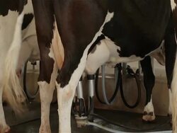 Dairy milking cow machine produce fresh milk Stock Footage