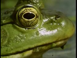 BCU Bullfrog, Rana catesbeiana, side view of head with eyes, USA Stock Footage
