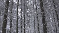 Snowing Over The Christmas Trees Stock Footage