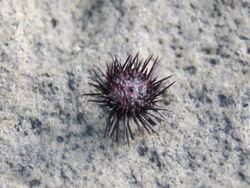 sea urchin Stock Footage
