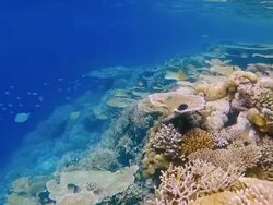 Snorkeling along a tropical coral reef on Maldives Stock Footage