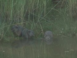 River rat 30  1080/60i Stock Footage