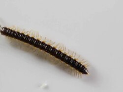 Millipede 004 Stock Footage