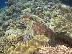 MS Green Turtle resting on reef, swims off, Layang Layang, Borneo, Malaysia Stock Footage