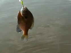 Fish On Lure Stock Footage