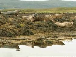 MS Grey seal (Halichoerus grypus) group sitting on seaweed covered rocky outcrop, resting, Norfolk, UK Stock Footage