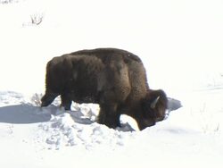 MS Bison feeding in snow / Yellowstone National Park, Wyoming, USA Stock Footage