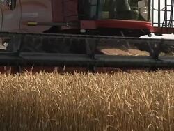 MS Farmer cutting wide path of winter wheat with  combine during summer harvest / Dansville, Michigan, United States Stock Footage