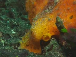 Orange Frogfish gill behind 'foot', Indonesia  Stock Footage
