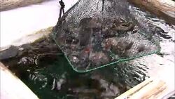 An oyster farmer pulls nets full of oysters out of the water. Stock Footage