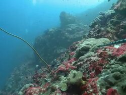 Banded sea krait (Laticauda colubrina), Nusa lembongan, Bali, Indonesia Stock Footage