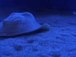Blue Round Stingray Swims Towards Camera Stock Footage