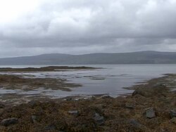 Seaweed floating by the Shore Stock Footage