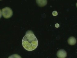 Volvox colonies are composed of hundreds of green algae cells similar to Chlamydomonas, each cell has 2 whip like flagellae and a red eye spot. Stock Footage
