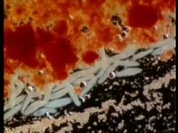 Microscopic view of Paramecium, stained with biological dyes Stock Footage