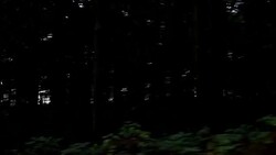 Forest Travel Stock Footage
