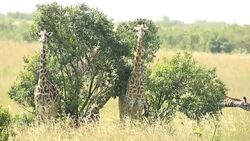 Giraffe Stock Footage