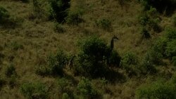 A giraffe and her calf rest near a tree in Africa. Stock Footage