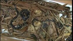 Successful breeding programme for the King Cobra News Clip