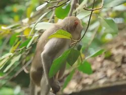small monkey climbing on tree branches. Stock Footage