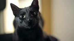 beauty black cat Stock Footage