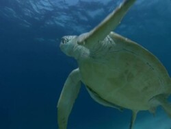 Green turtle (Chelonia mydas) eating on the fly, House reef, Dimakya Island, Coron, The Philippines Stock Footage