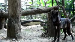 VOICED : Hallan lobo en Colombia lejos de su habitat natural News Clip