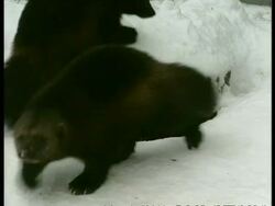 CU two Wolverine, Gulo gulo, around burrow, Arctic Circle Stock Footage