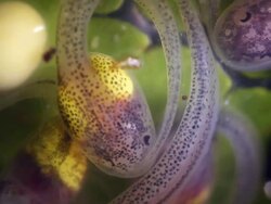Close-up of the larva (tadpole) of a glass frog hatching from its egg, 19 days after it was laid. Stock Footage
