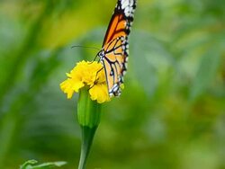 Monarch Butterfly Stock Footage