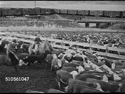 1945: CALIFORNIA: CATTLE INDUSTRY: WS Grazing cattle. HA WS Ranch hands herding domestic cattle into pens. Cattle moving along wooden fencing. VINEYARD: VS Male spraying grape vines, grapes.  Agriculture, farming, fruits, beef, meat. Instructional Video