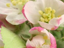 Apple tree flowers dying Stock Footage